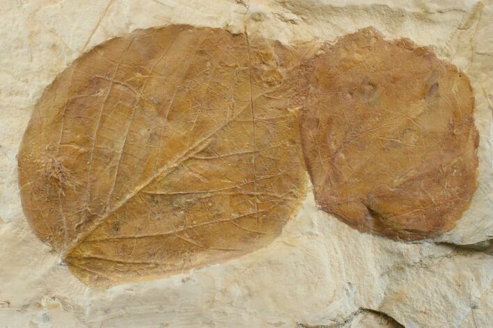 Two Fossil Leaves (Zizyphoides & Ficus) - Montana #165040